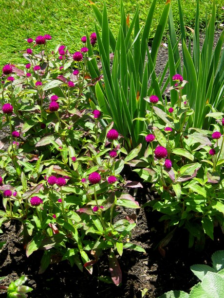 2015ogunquitflower10jpg