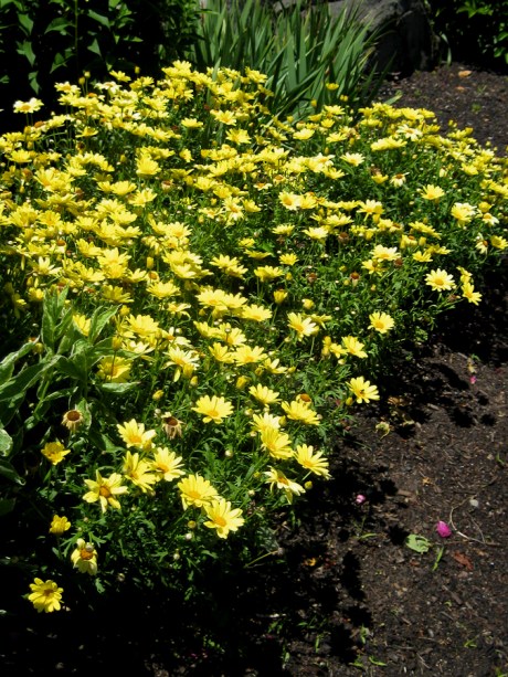 2015ogunquitflower11jpg