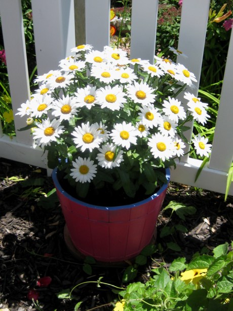 2015ogunquitflower12jpg