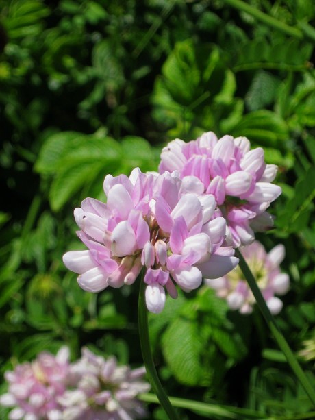 2015ogunquitflower2jpg