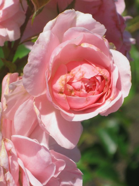 2015ogunquitflower3jpg