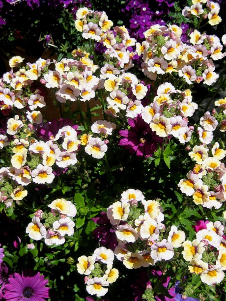 2015ogunquitflower4jpg