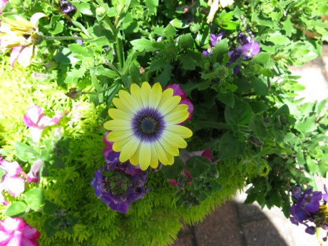 2015ogunquitflower5jpg