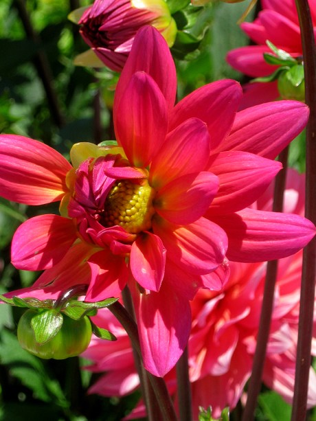 2015ogunquitflower7jpg