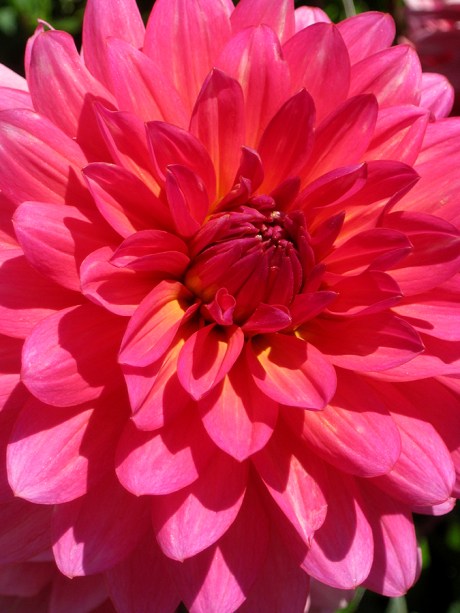 2015ogunquitflower8jpg