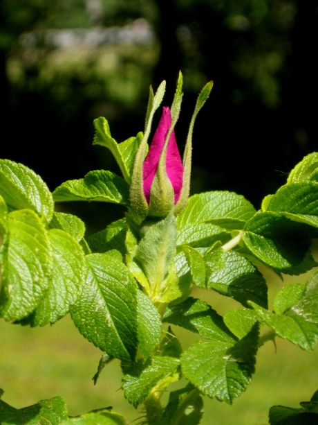 2015springbeachrose1a