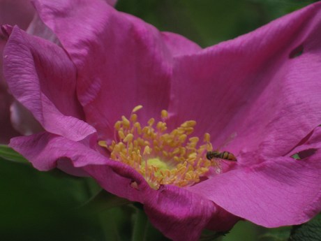 2015springbeachrose2