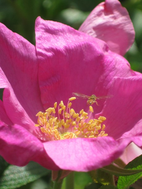 2015springbeachrose3