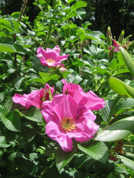 2015springbeachrose4