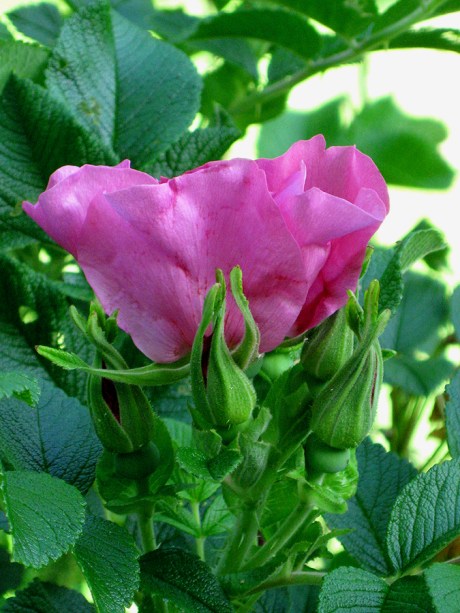 2015springbeachrose5