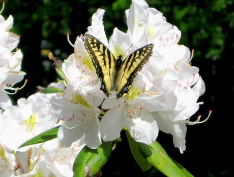 2015springbutterfly1