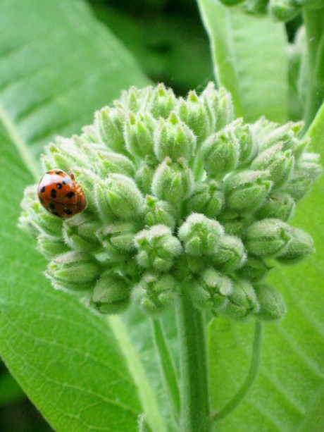 2015springladybugplant
