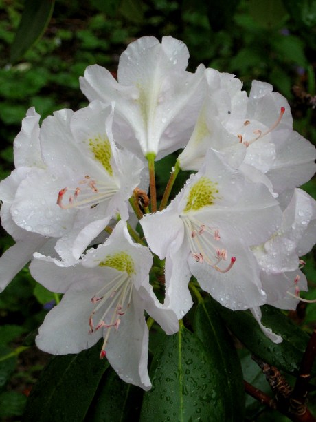 2015springwhiteflower1