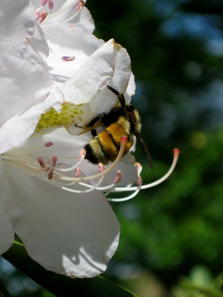 2015springwhiteflower4