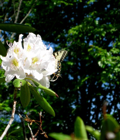 2015springwhiteflower5