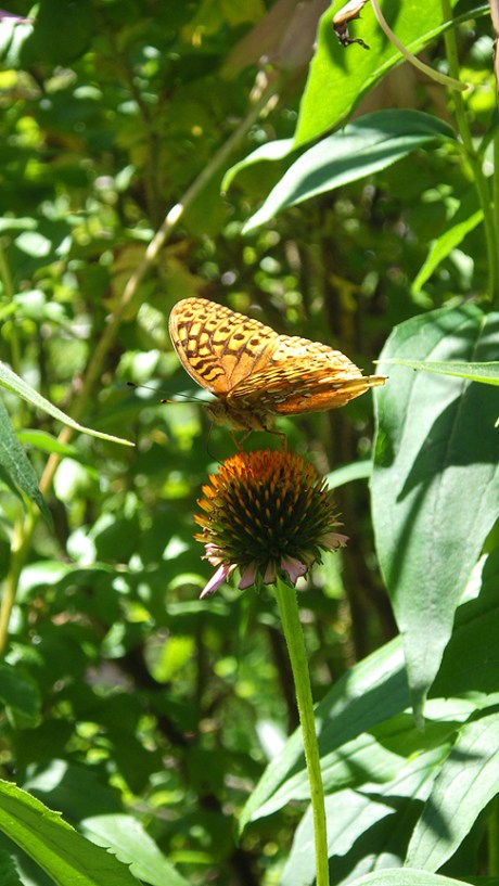 2015summerbutterfly3