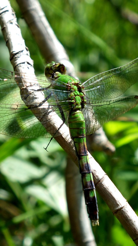 2015summerdragonfly2