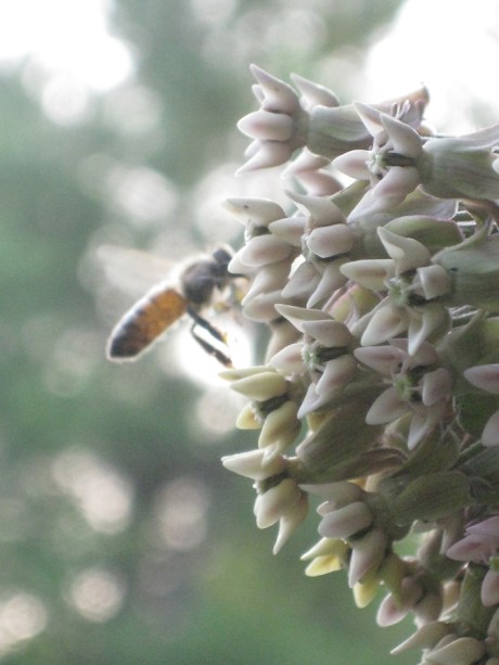 2015summerflowerbee2