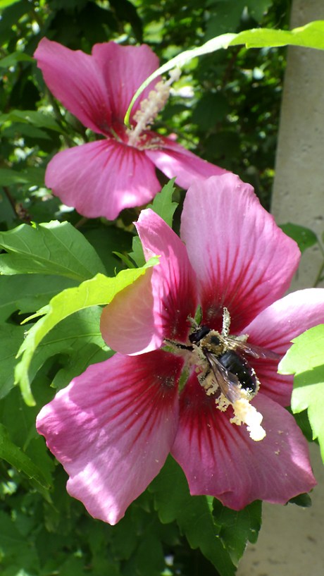 2015summerflowerbee3