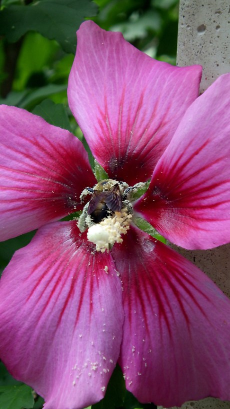 2015summerflowerbee4