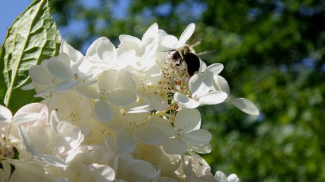 2015summerflowerbee5