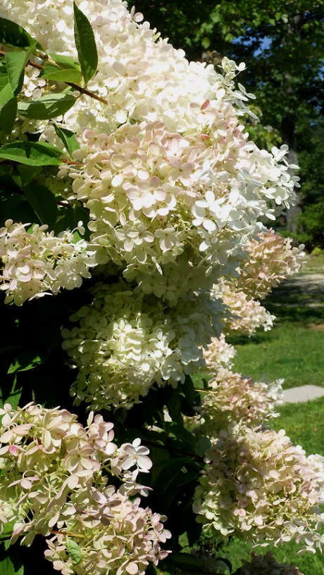 2015summerhydrangea1
