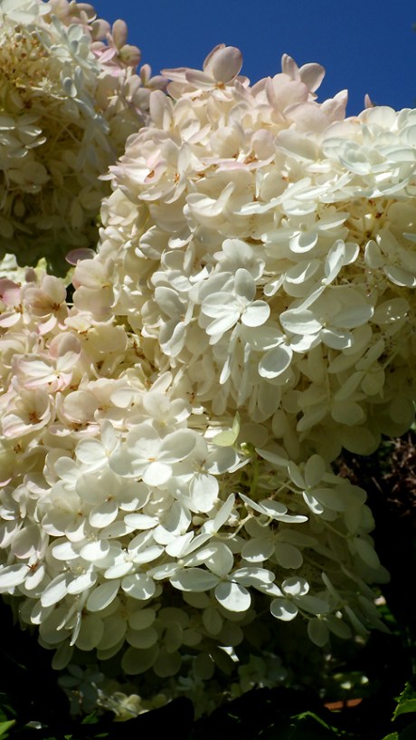 2015summerhydrangea3