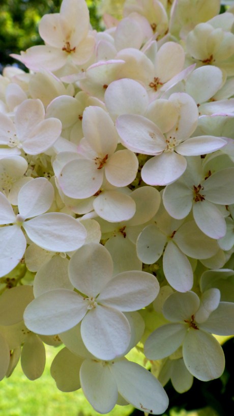 2015summerhydrangea4