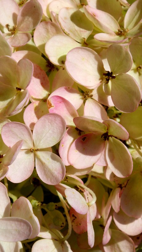 2015summerhydrangea5