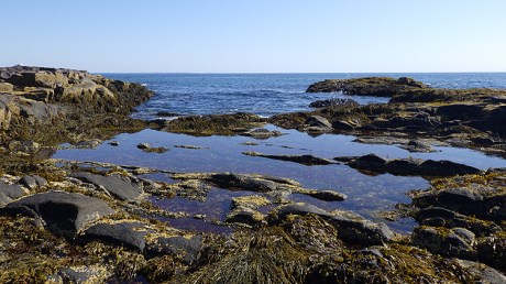 tidepools11