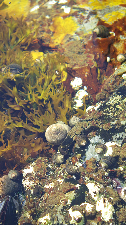 tidepools14