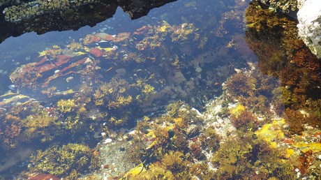 tidepools15