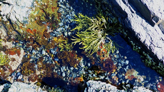 tidepools17