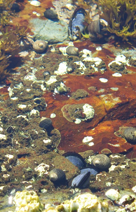 tidepools19