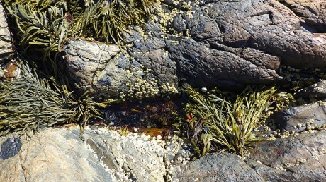 tidepools1aa