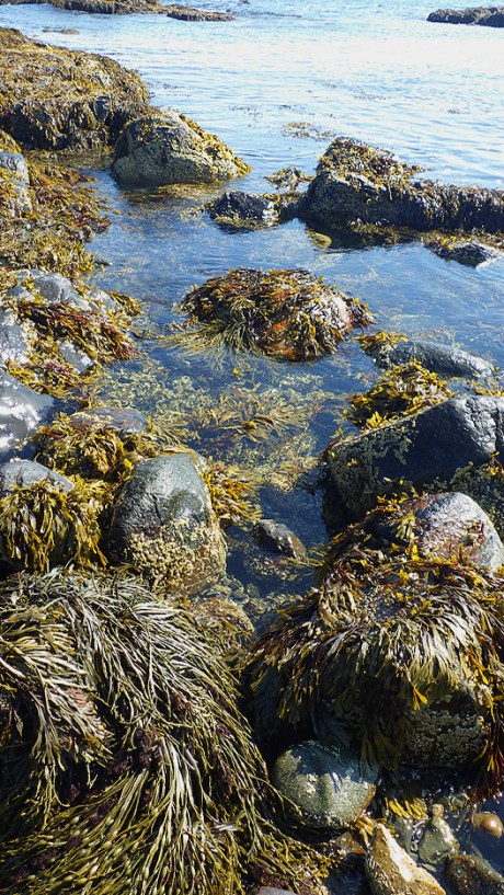 tidepools2