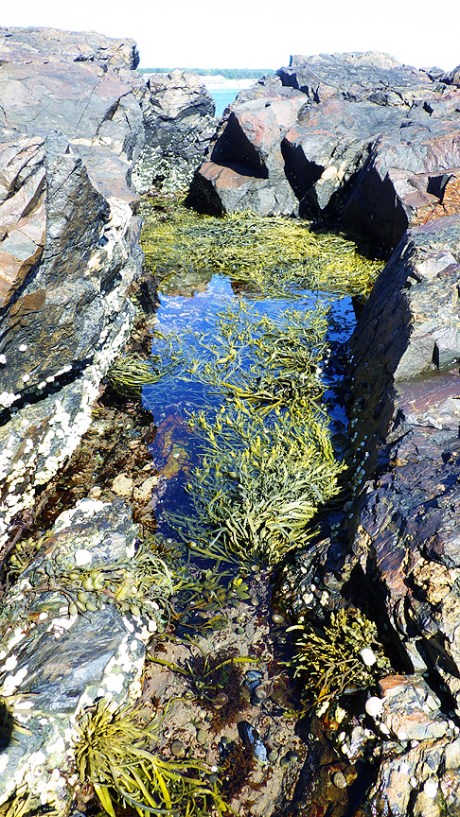 tidepools21