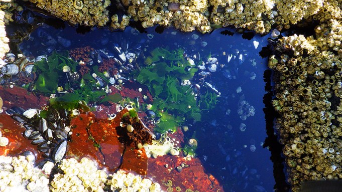 tidepools22