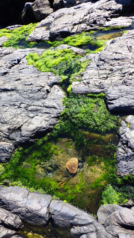 tidepools30