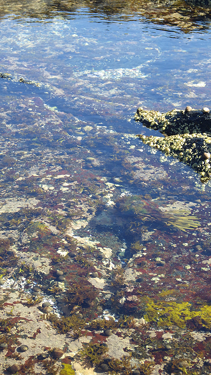 tidepools6