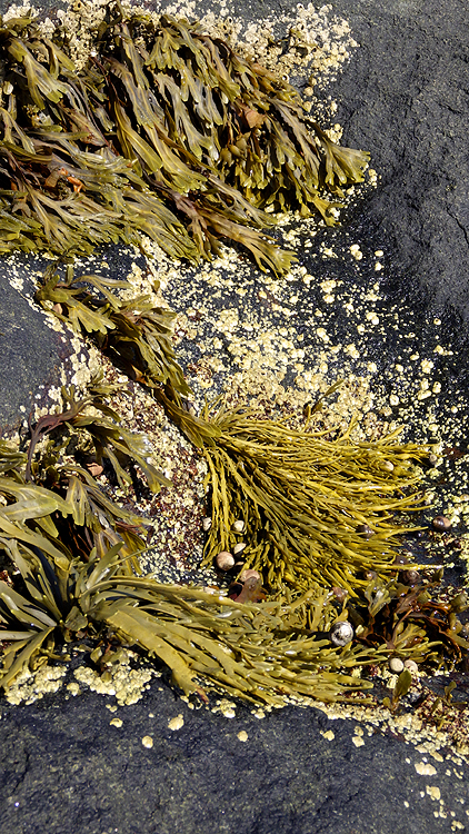 tidepools9