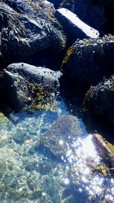 tidepoolsII12