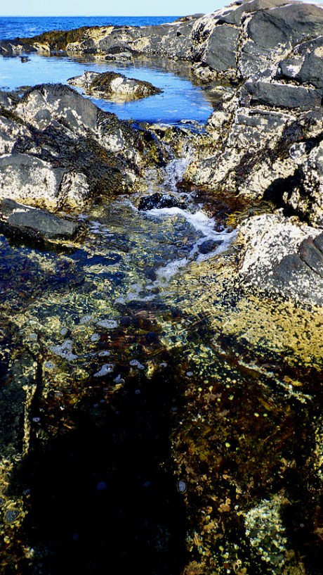 tidepoolsII29