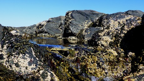 tidepoolsII30