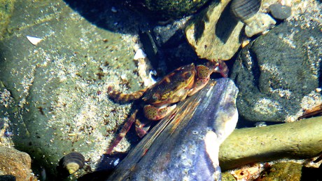 tidepoolsII3