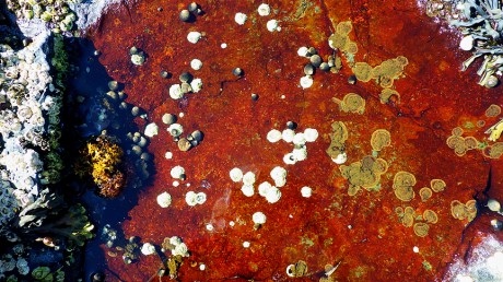 tidepoolsII34