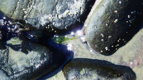 tidepoolsII8