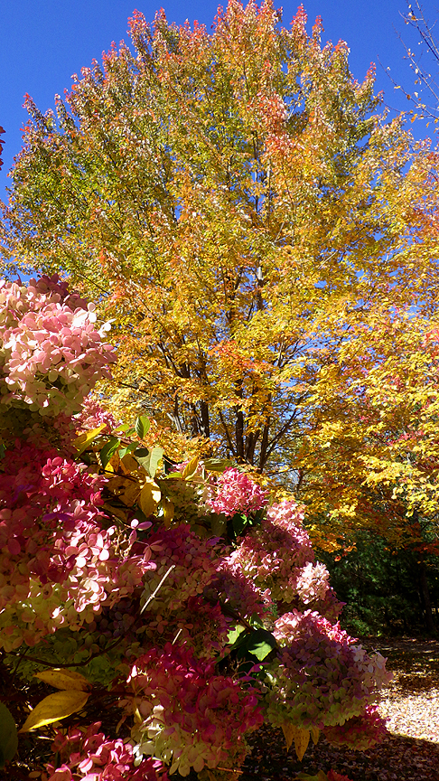 2015fallhydrangeatree