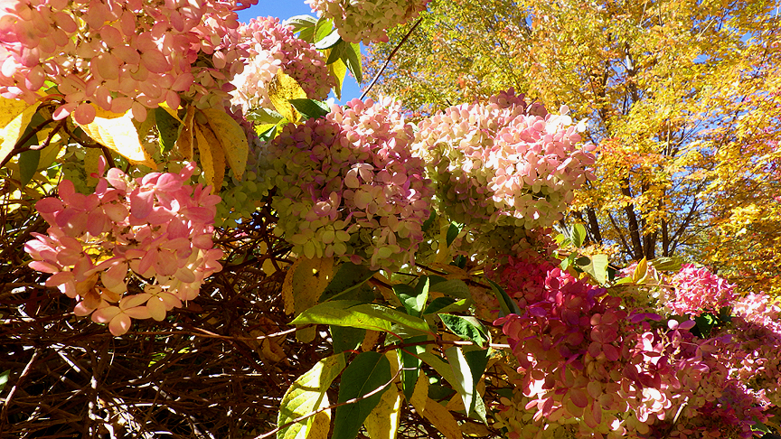 2015fallhydrangeatree2