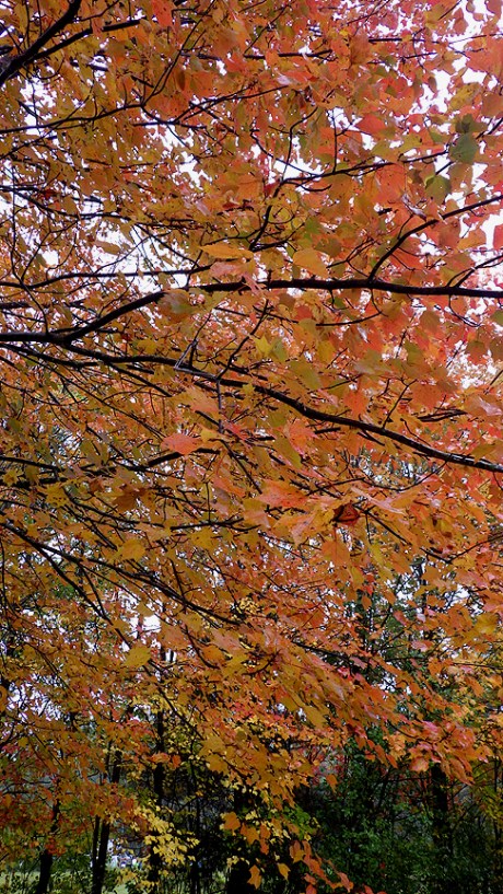 2015fallleaves14